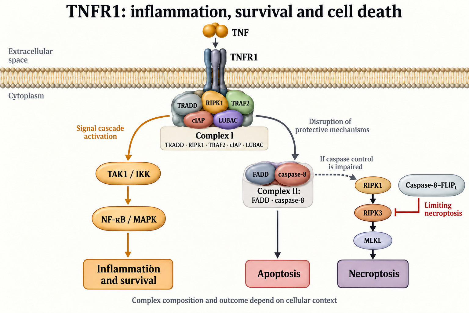 TNFR1 complex I, survival signaling and conditional apoptosis and necroptosis pathways