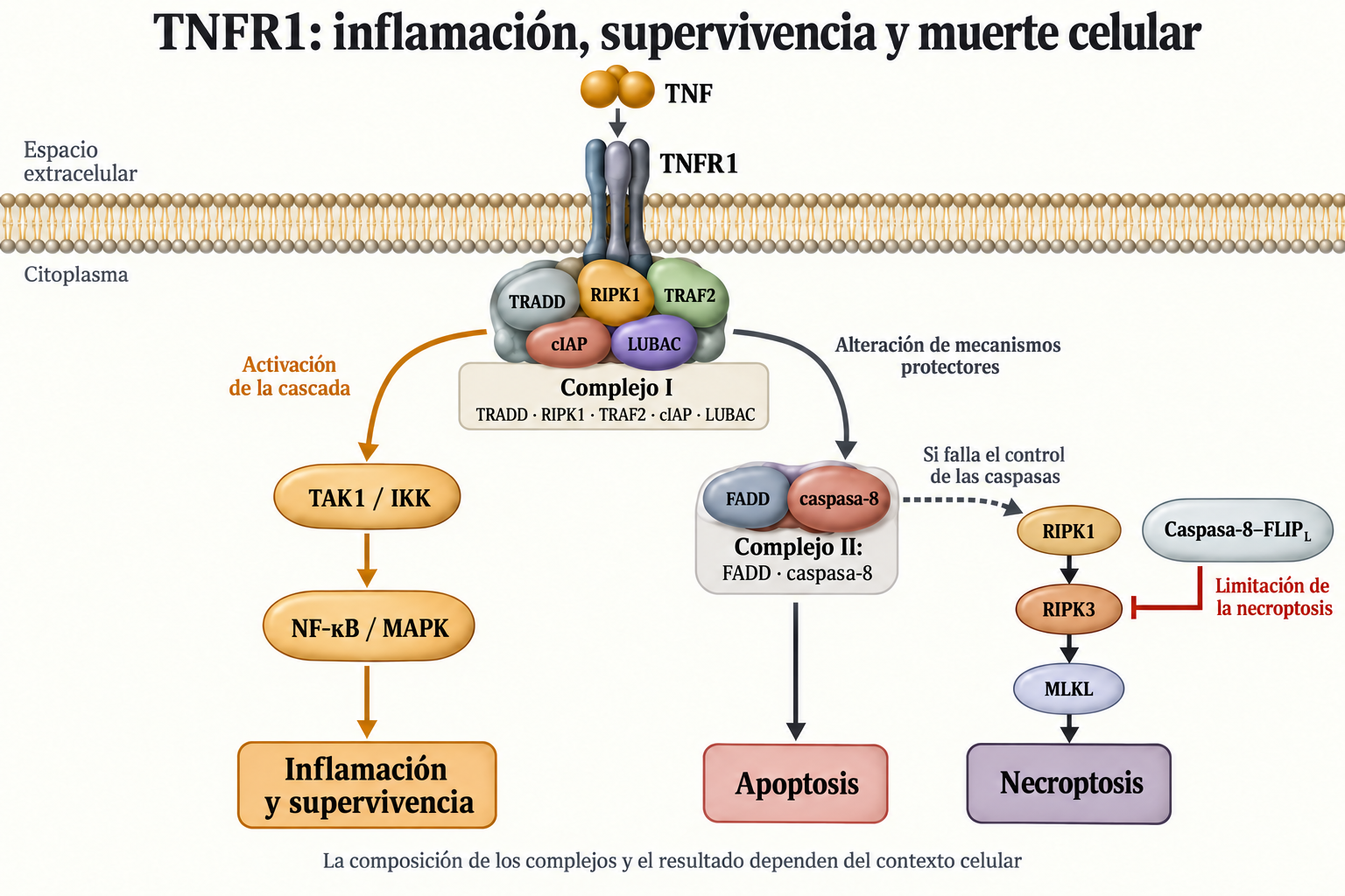 TNFR1: complejo I, supervivencia y vías condicionales de apoptosis y necroptosis