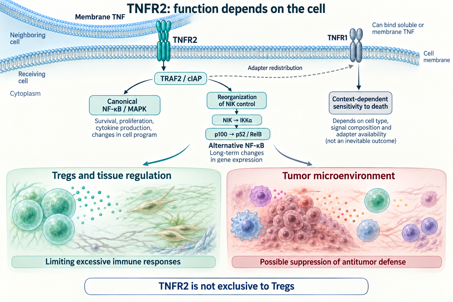 TNFR2 TRAF2/cIAP adaptors, alternative NF-κB and cellular context