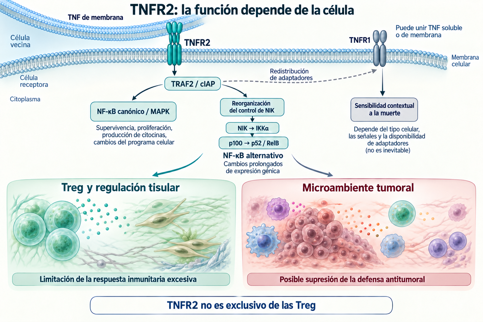 TNFR2: adaptadores TRAF2/cIAP, NF-κB alternativo y contexto celular