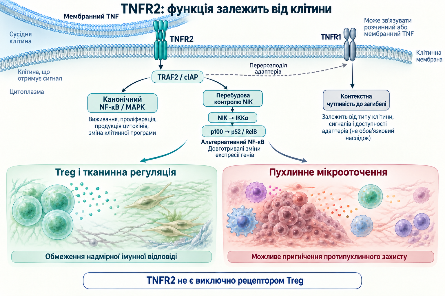 TNFR2: адаптери TRAF2/cIAP, альтернативний NF-κB та клітинний контекст