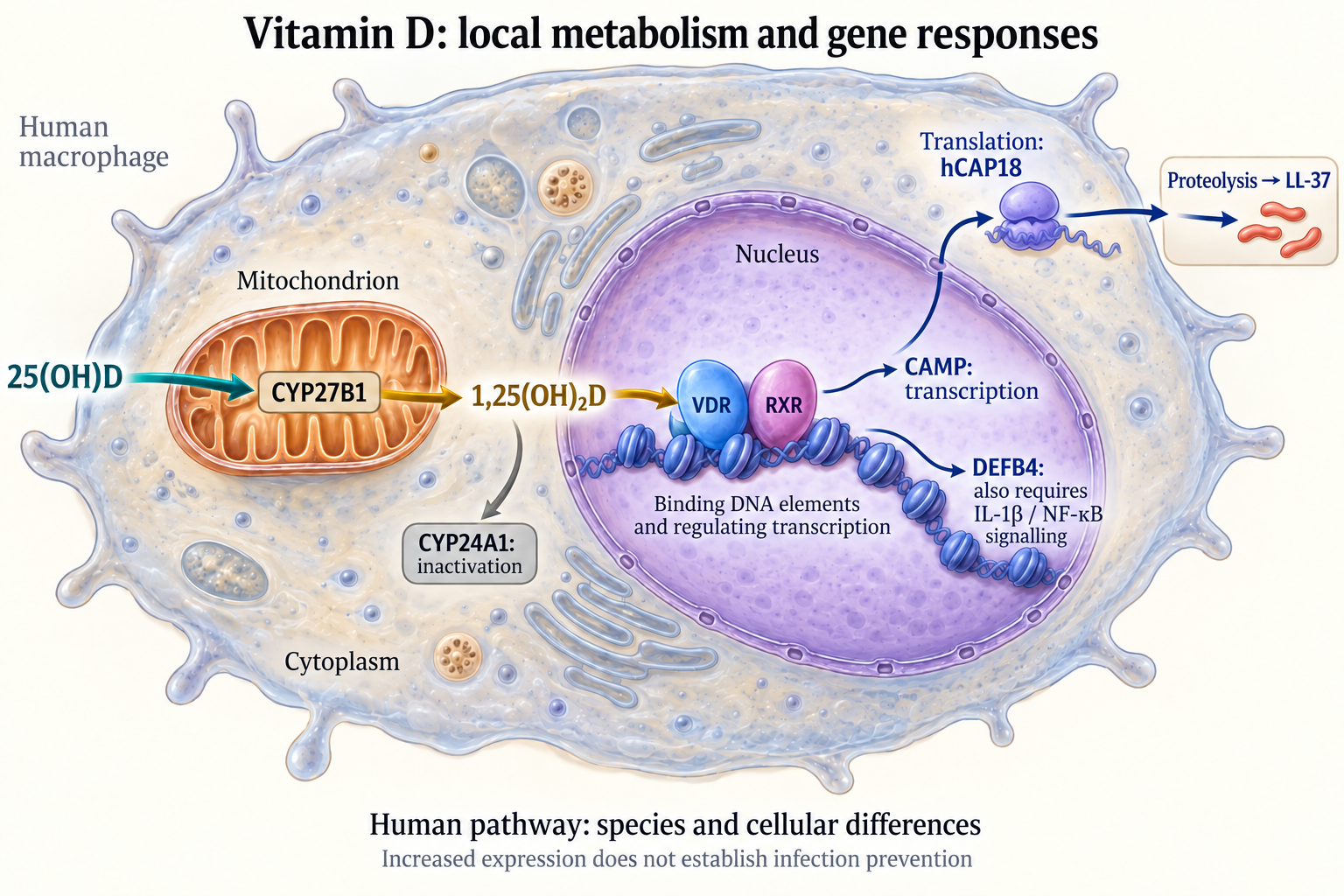 Mitochondrial CYP27B1, calcitriol, nuclear VDR/RXR, CAMP transcription, cytoplasmic hCAP18 synthesis and separate processing into LL-37; DEFB4 also requires IL-1β/NF-κB.